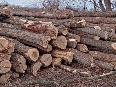 Lemne de foc esenta tare