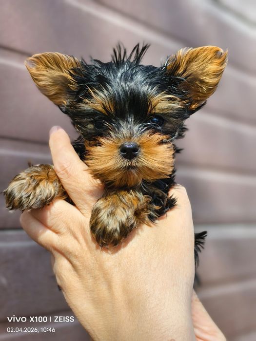 Очаровательные щенки йоркширского терьера.