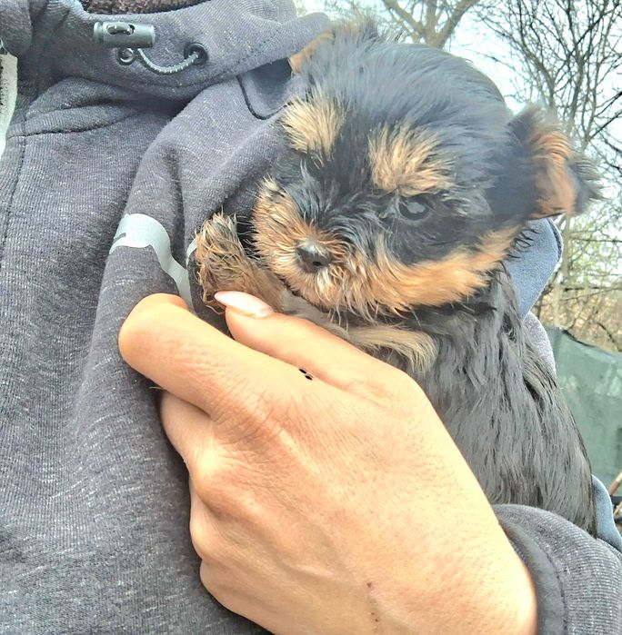 Йоркшийски териер