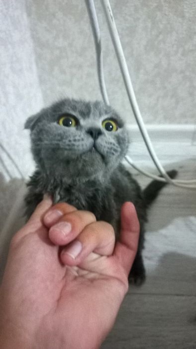Шотландский кошка