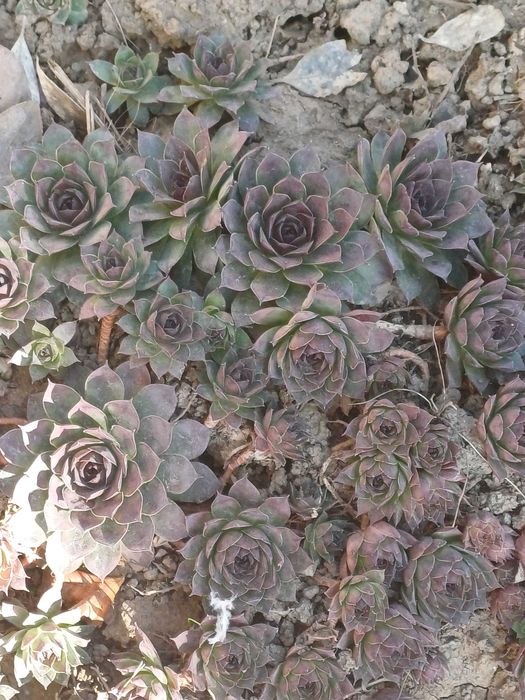 Suculente Sempervivum/Urechelnita