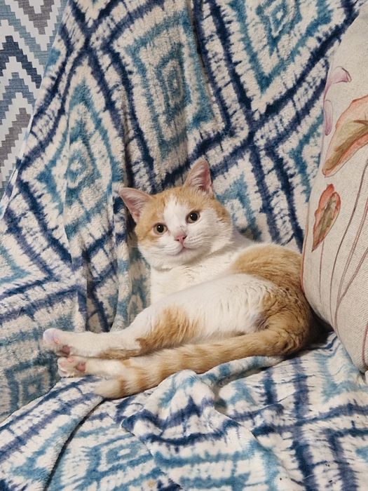 Кот в добрые руки