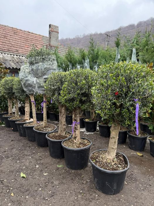 Vând plante ornamentale și livrez