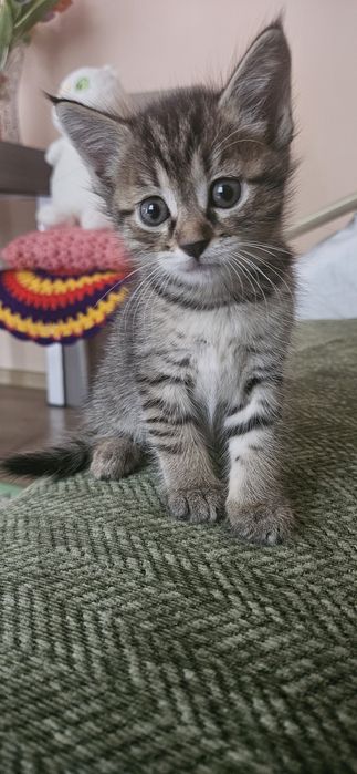 Котёнок девочка в добрые руки