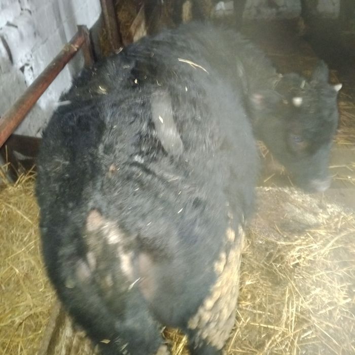 Продам 4 быков и 1телка