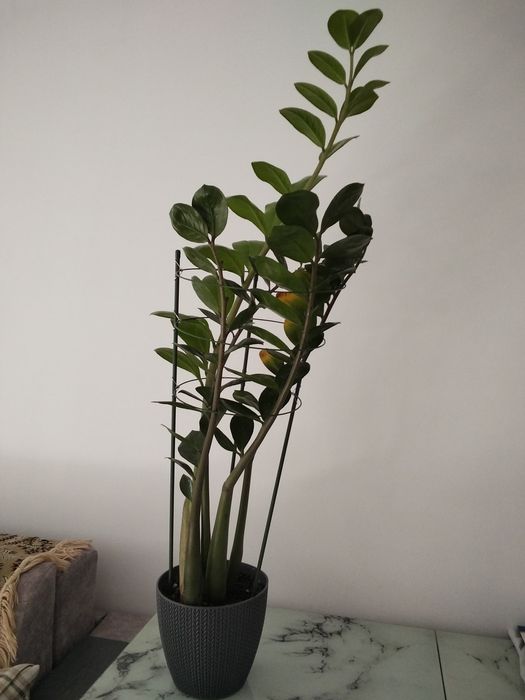 Долларовое дерево, высота 120 см