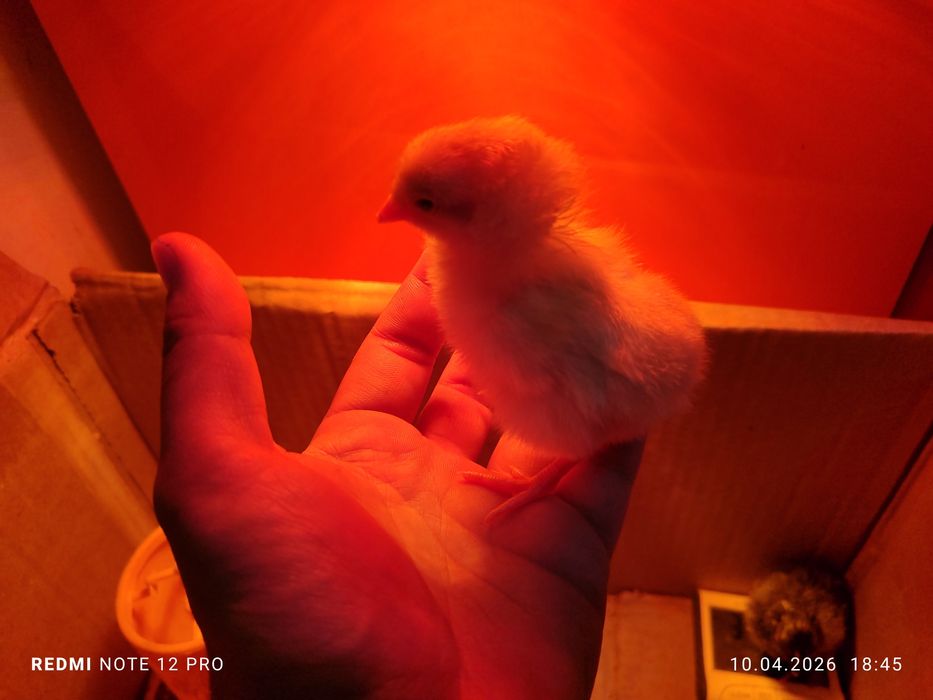 Жужа 1 кунлик узимники хонаки кора товукларни жужалврихам бор