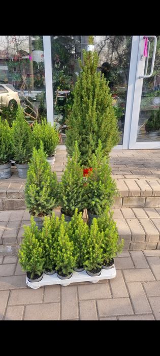 Ёлки ,Пихты Продаём