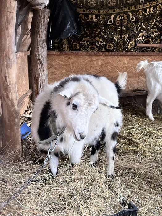 продам баранов и козу