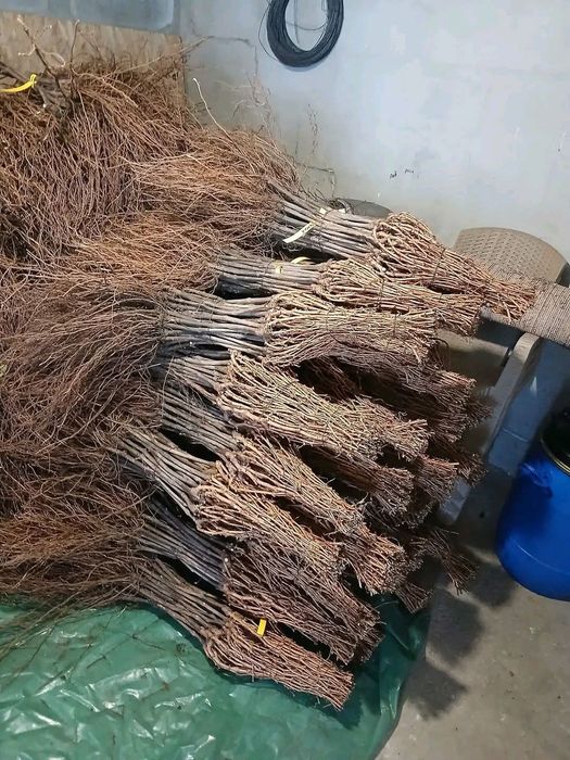 Vând butași vita de vie altoita