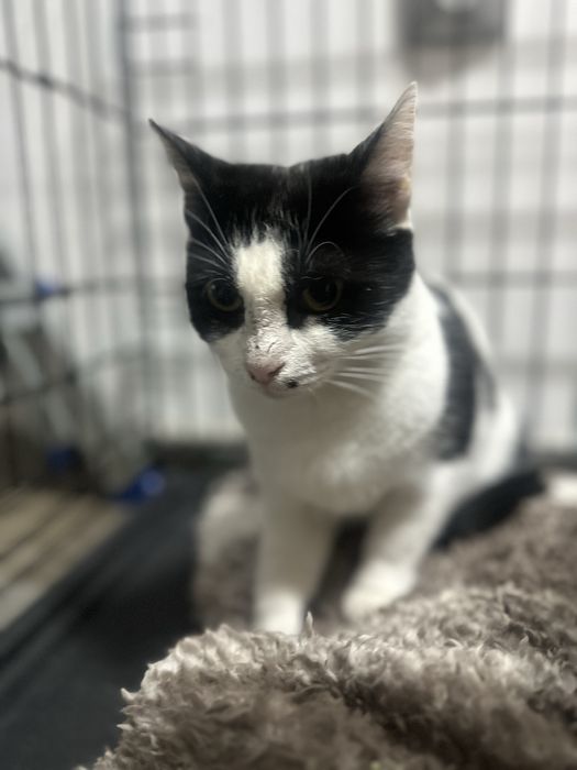 Alunita isi cauta casuta