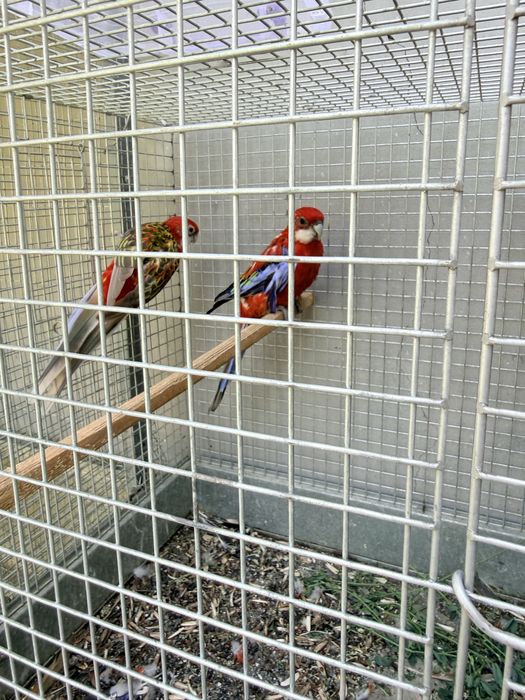 красный розелла рабочяя пара