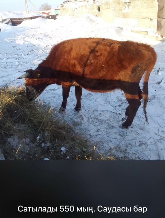 Продаются коровы! Можно на мясо, можно держать. Собираются телиться