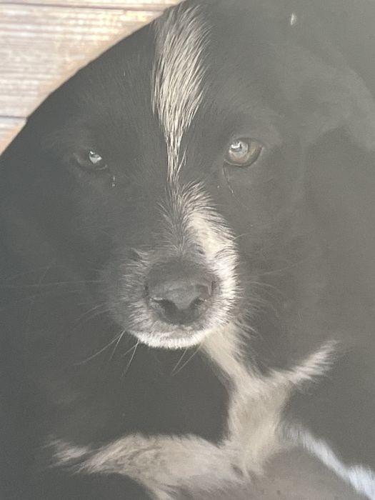 Отдам щенат в добрые руки