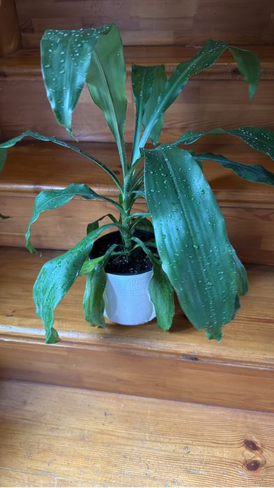 Пальма 5000тенге