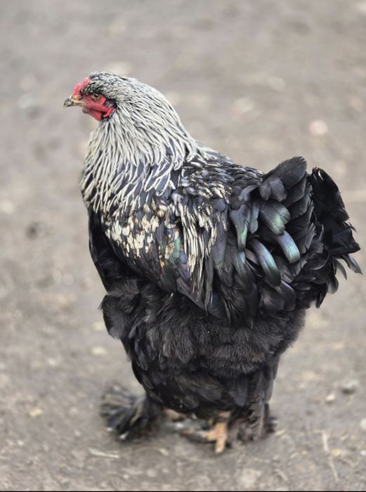 Cocoși/gaini brahma. În Iulie au un an!!