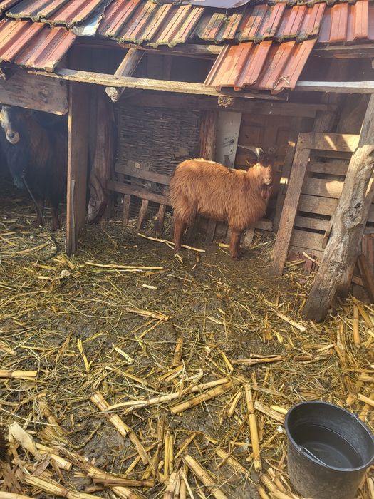 Țap  de vânzare cu genetică bună