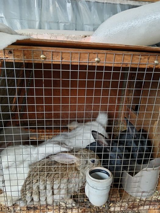 Кролики крупные,