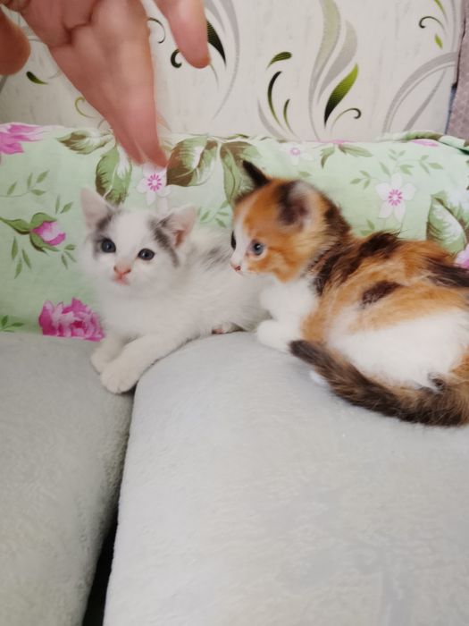 4 котёнка, отдадим  в добрые руки.