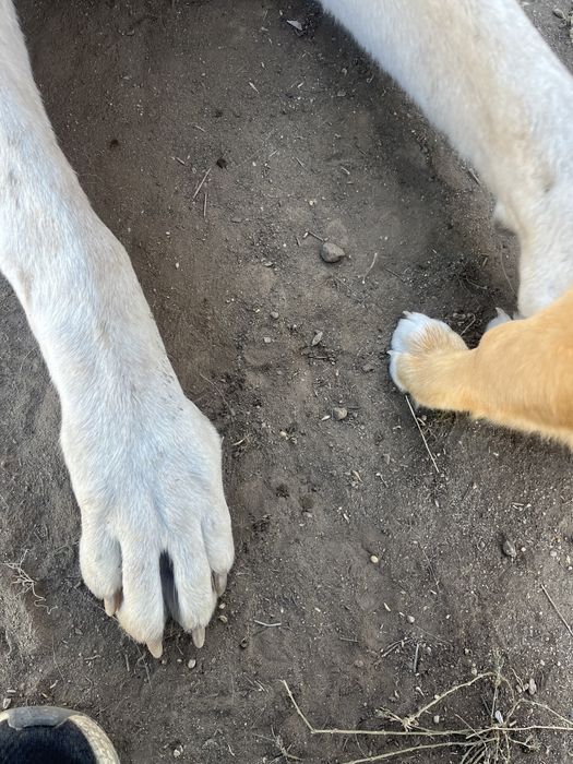 Алабай кобель ))