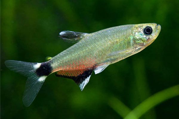Афиохаракс парагвайский, редкая необычная рыбка.