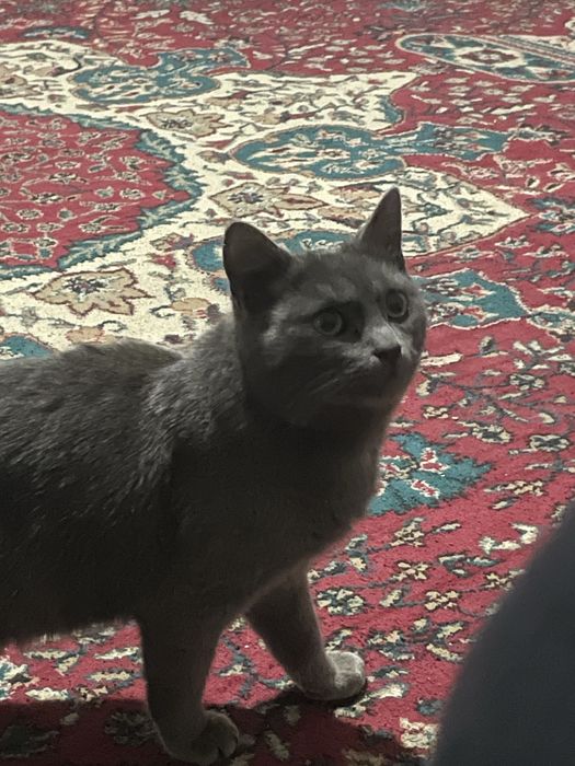 Кошка, мушук