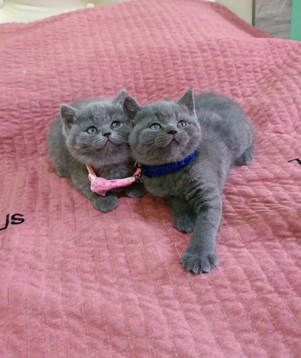 Вязка! Крупный , шикарный,кот породы шотландский скоттиш страйт.