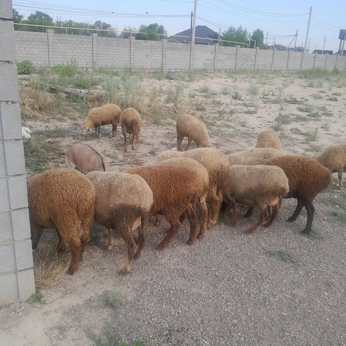 Продается  бараны