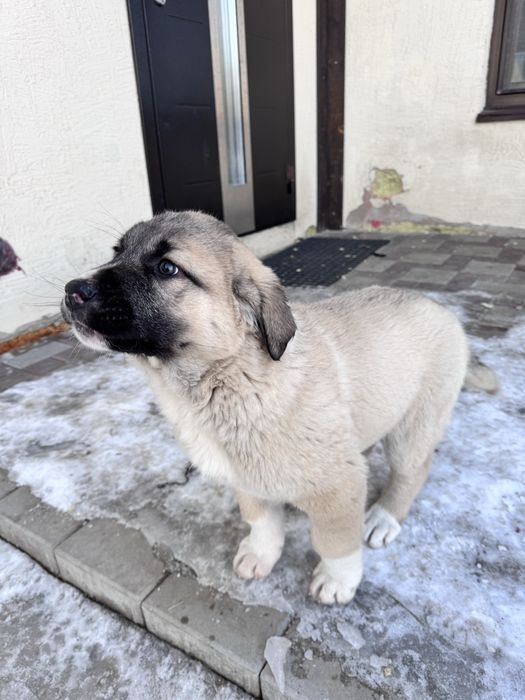 Продам щенков кангала