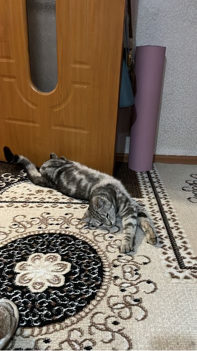 Отдам котика шотланского