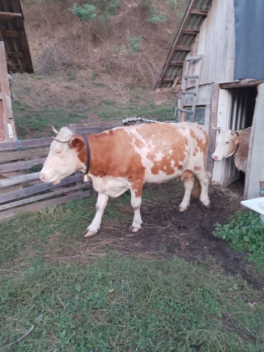 Vacă bălțată românească