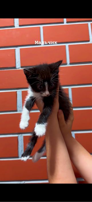 Котята, Отдам в хорошие руки