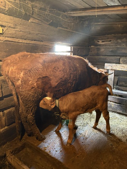 Продам корову с теленком срочнооо