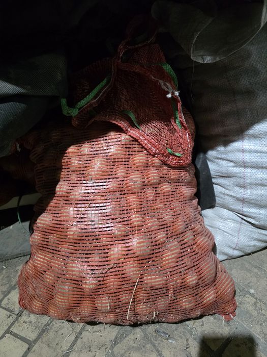 Картошка на семена.