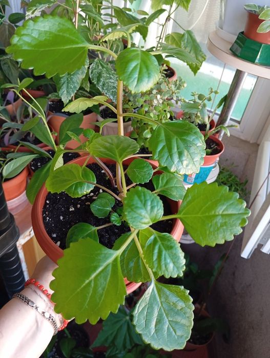 Продам цветы комнатные