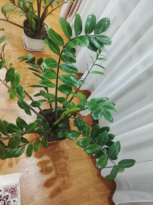 Комнатны Цветы красивый долларовы