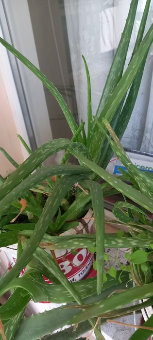 Алое барбаденсис  и Алое арборесценс