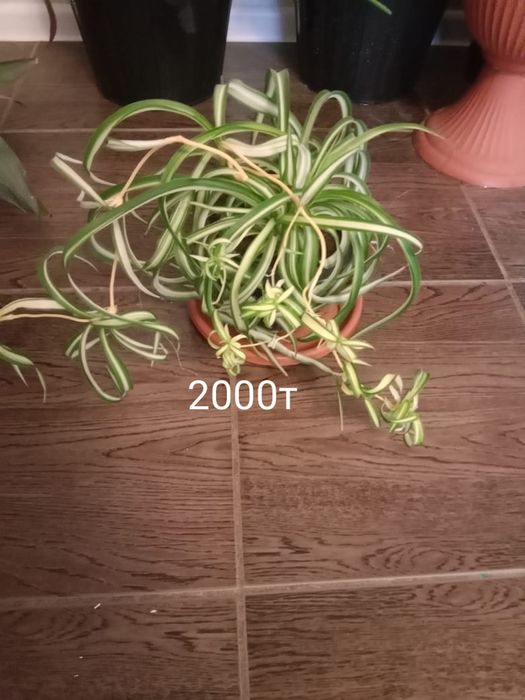 алоэ вера для настоек