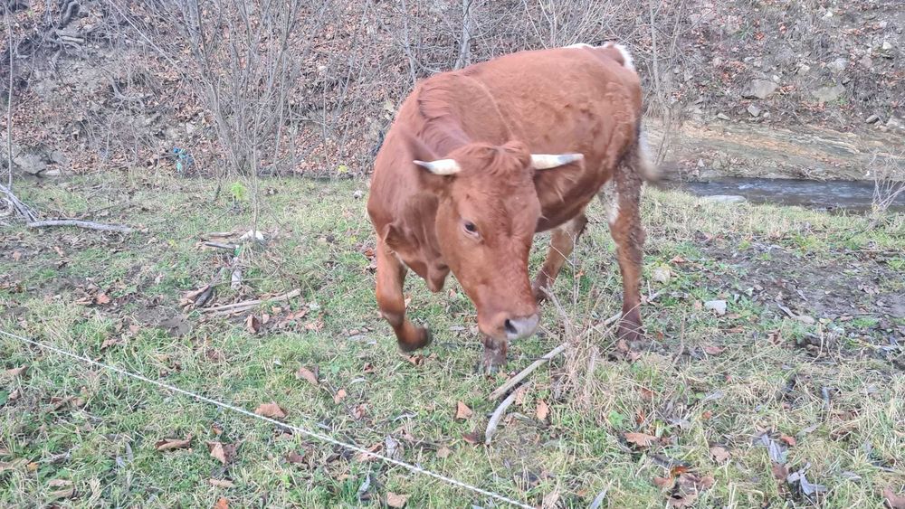 Vaca de vanzare gestanta