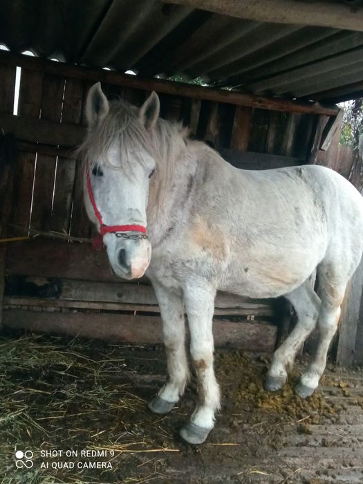 Vând cal și căruța  ,5000 lei