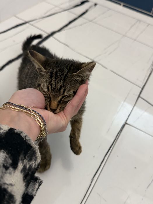 Pisica pt adoptie