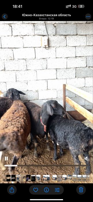 2 бас қозылы қой 2 бас тұсақ