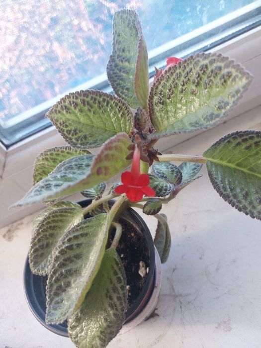 Комнатные цветы разные