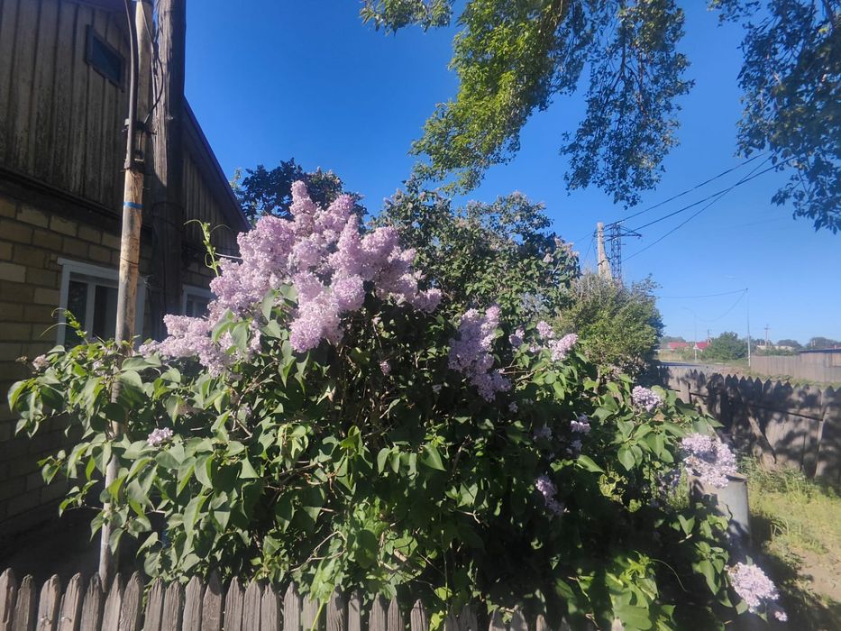 Продаю сирень для букетов