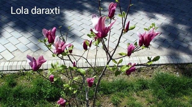 Archa, sasna, tuya, lola daraxti,nandina, magoniya! !