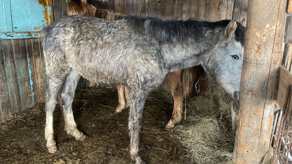Обменяю крупного жеребенка на 10 токтушек