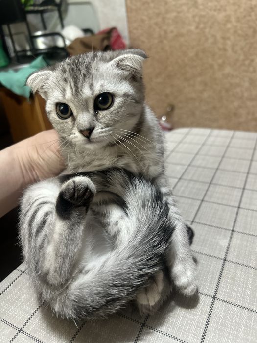 Продам породистого котенка