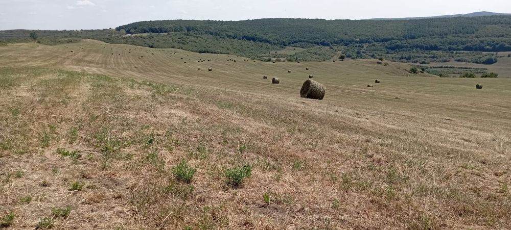 Baloți lucernă coasa a doua