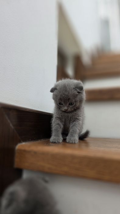 Scottish fold blue