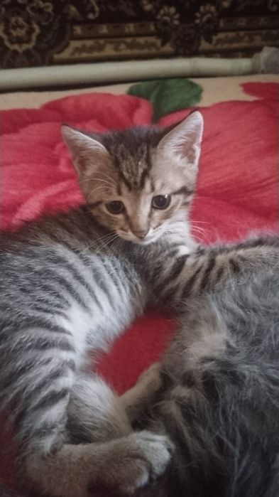 Отдам котят в добрые руки